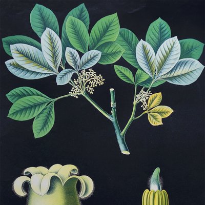antique-german-wall-chart-of-a-rubber-tree-and-a-guttapercha-plant-1880s-2.jpg