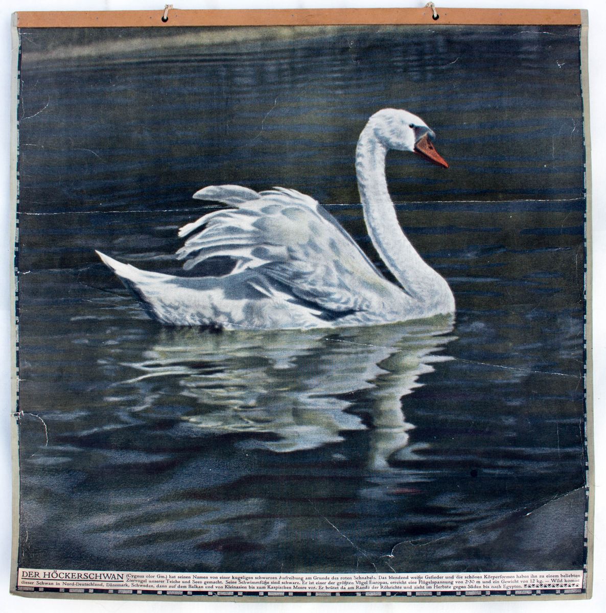 Schwan Englisch Schwan Englisch